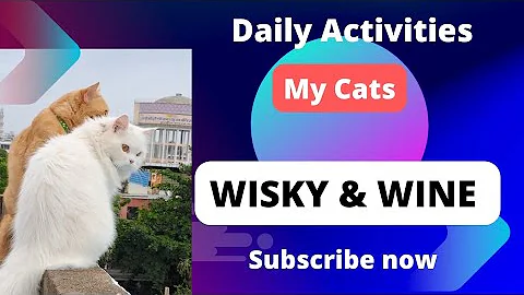 Video 11765751: ginger persian cat, tabby cat, persian cat funny animal, cute persian cat