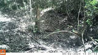 穴熊 アナグマ 白岳山 標高 130m 広島県呉市 20240402^0503