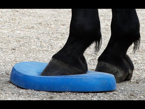 Balance Pad Pferd Anleitung
