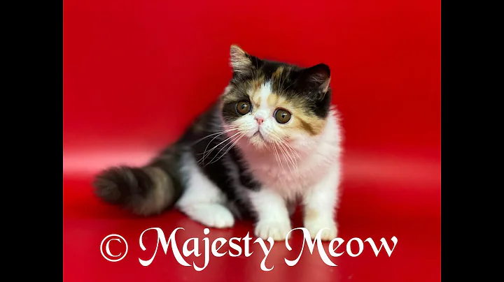 Watch the video about Alyena Exotic shorthair Calico Female