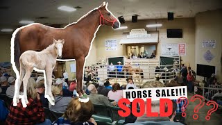 Auction Block Mission!  Newborn Foal Rescue!