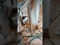 Котик в пакетике с котиком ))). #мамашестикошек #кошкимилые #кошки #кошкиприкол #запорожье #котики