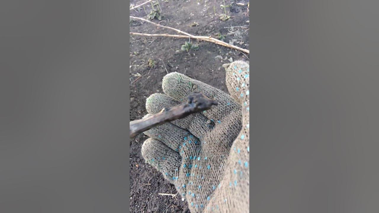 Началось сокодвижение. Виноград, лозы. - YouTube