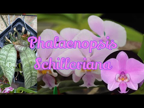 Phalaenopsis Schilleriana has