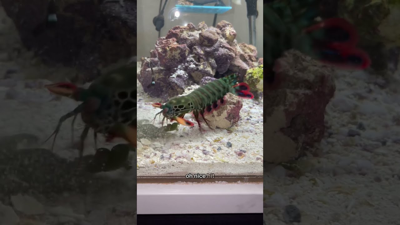 The BIGGEST Crab I Ever Fed My Mantis Shrimp 