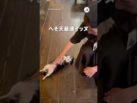 警戒心どこに置いてきた？｜PECO