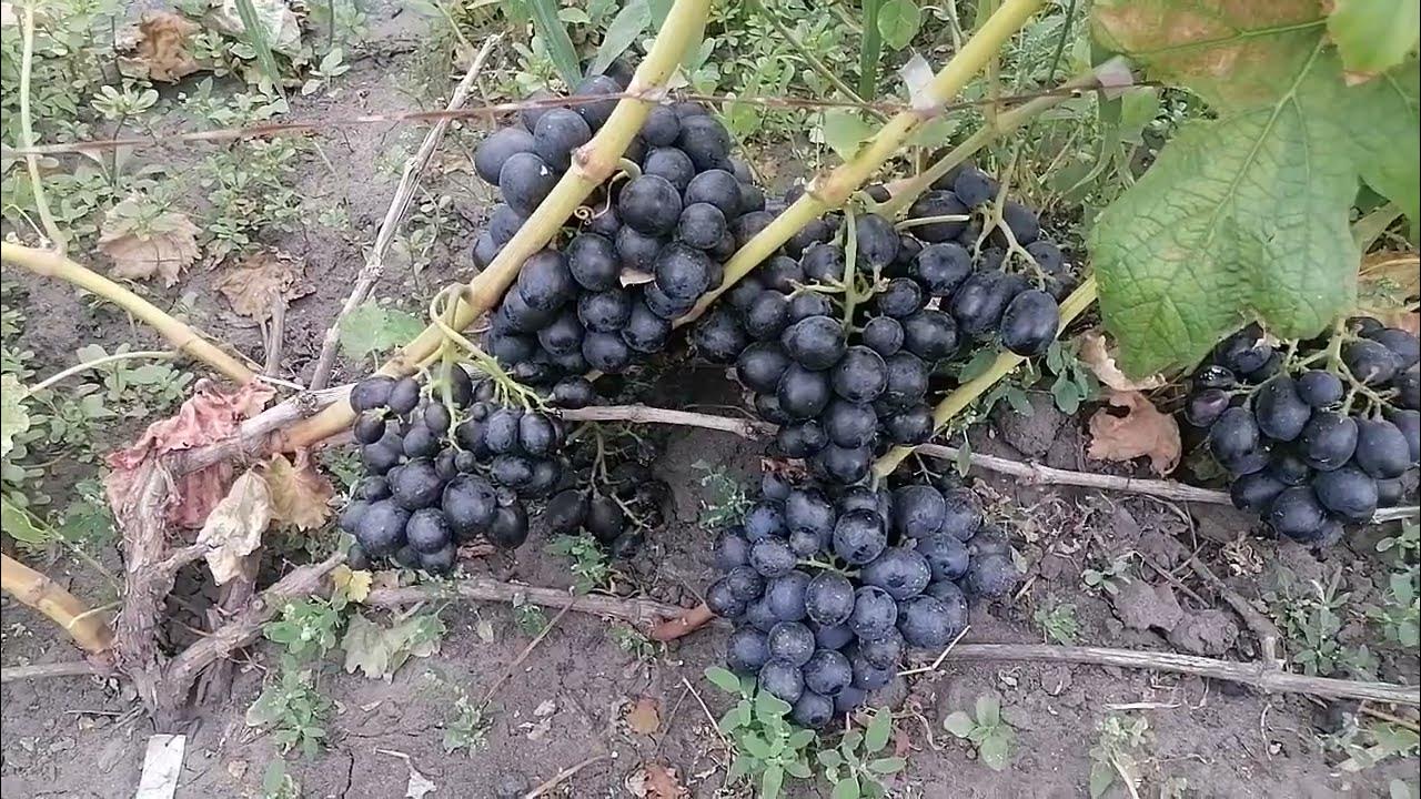 Виноград шарада фото