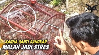 BANYAK YANG BUKTIKAN, Cara Ampuh Atasi Cendet Stres Dan Salto karna ganti sangkar