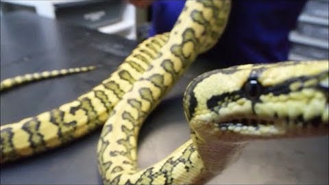 holy carpet python  - part 2