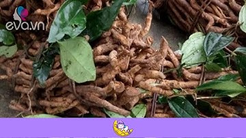 Tưởng cây dại hóa ra là loại sâm quý hiếm có giá 350.000 đồng/kg, dân thành phố lùng mua khắp nơi