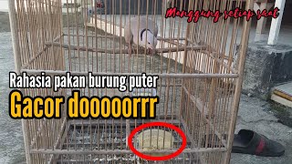 RAHASIA Pakan burung puter biar gacor dor,,❗❗❗