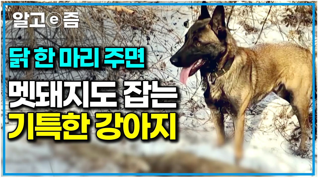 “나밖에 몰라요” 인적 없는 깊은 산골에서 보호자 지키는 개. 군견, 경찰견으로 활약하는 말리노이즈｜세상에 나쁜 개는 없다｜알고e즘