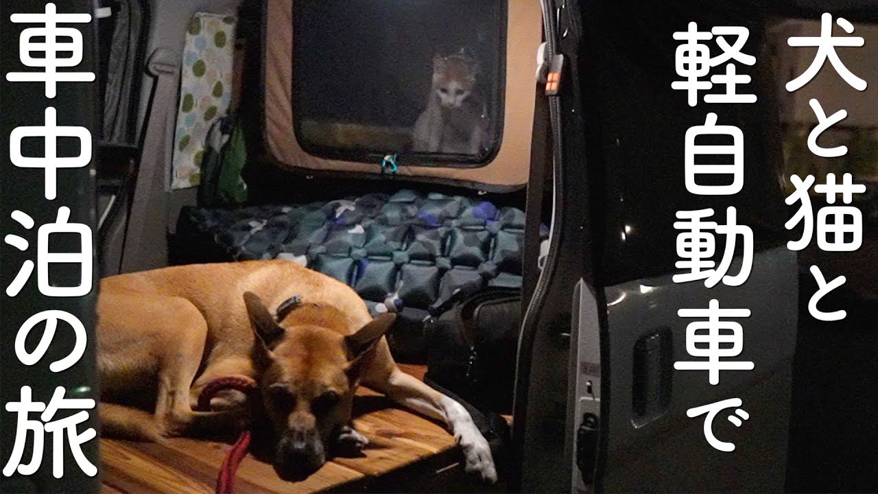 車中泊仕様にdiyした軽自動車で猫と犬と一緒に車中泊の旅 Youtube