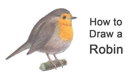How to draw a Robin (European) Bird