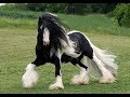 Razas Equinas Gypsy Vanner- TvAgro por Juan Gonzalo Angel