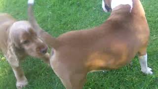 Ruby Lorves Monty. Monty Er, Poppy Labrador & Ruby English Bull Terrier.