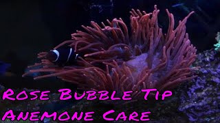 Rose Bubble Tip Anemone Care Guide