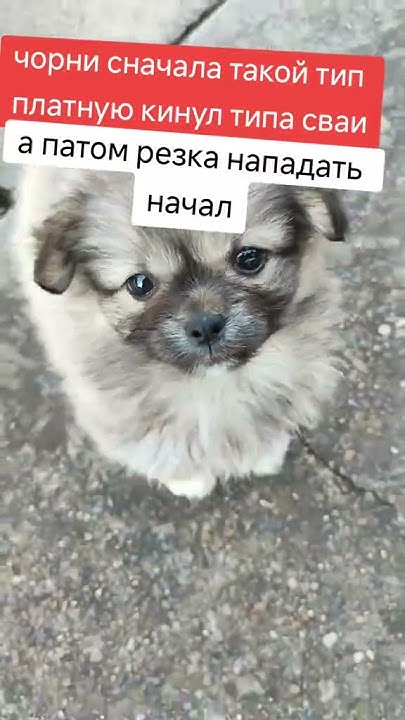 #милый #собака #собачка - YouTube