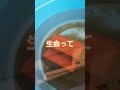 ケースに水を放置してたら奴が大量発生してた #shorts
