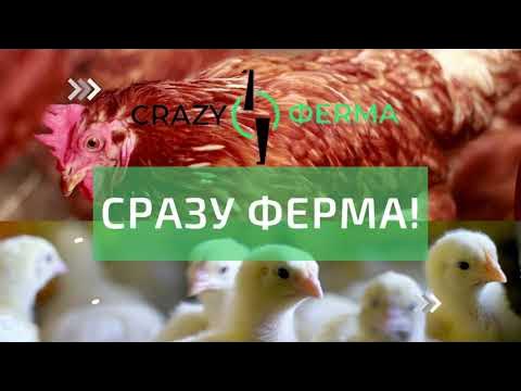 Очки от расклева для кур. Фазаньи очки. Что делать при расклеве яиц ...