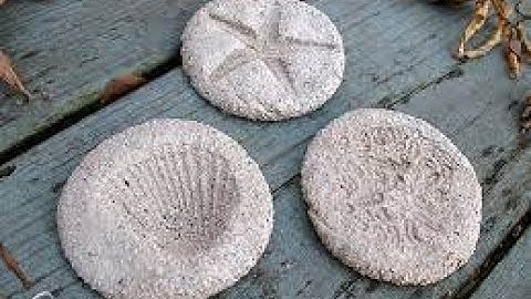 How to make a fossil with plaster of paris ||Sipru