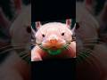 ANIMALS#shortvideo #viral #animals #viralshort #viral