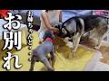 大好きなお姉ちゃんとのお別れに涙する犬と猫がこちらです