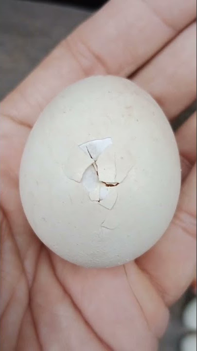 Telur ayam yang mau menetas