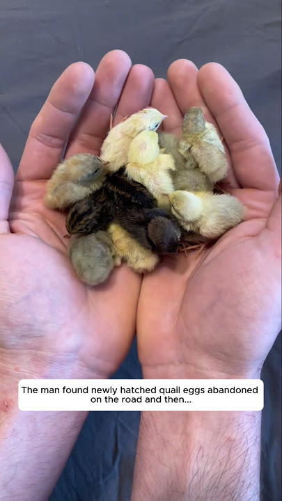 The man found newly hatched quail eggs abandoned on the road and then...
