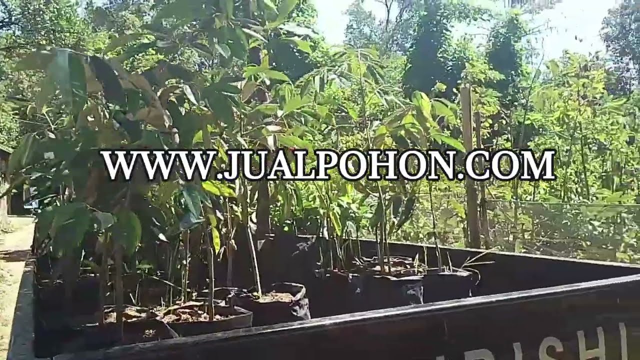 Tingkatkan Produksi Durian Anda dengan Tanam Bibit Durian Super Tembaga! (Proses Kirim)