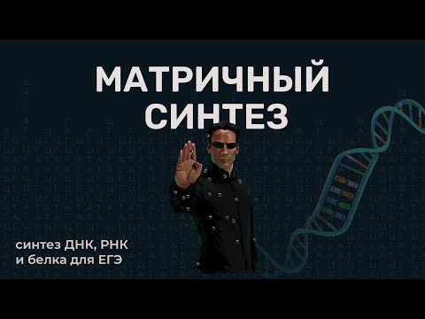 Матричный синтез | синтез ДНК, РНК и белков для ЕГЭ.