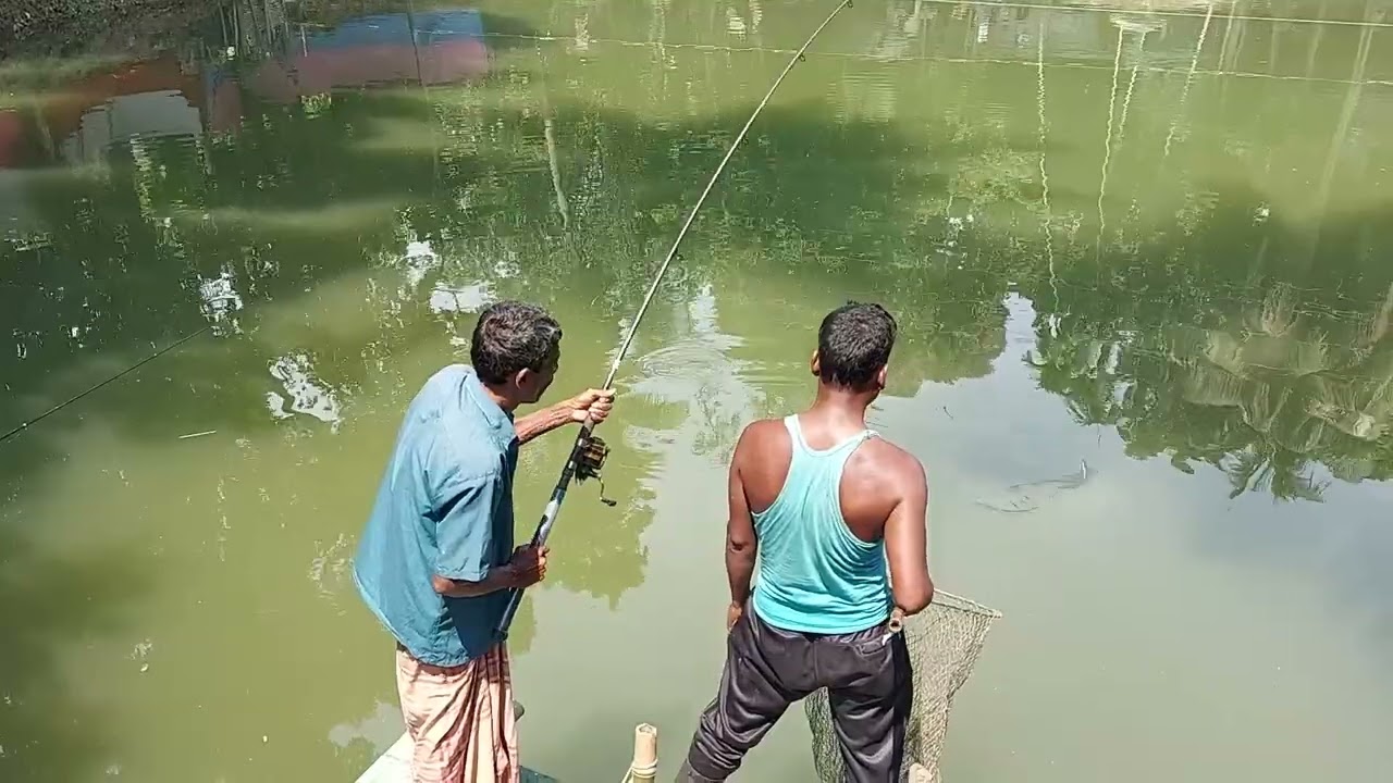 A surprising monster catla fish hunting by rural farmers