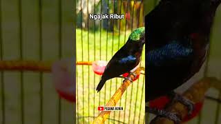 KONIN EMOSI NGAJAK RIBUT‼️ #koningacor