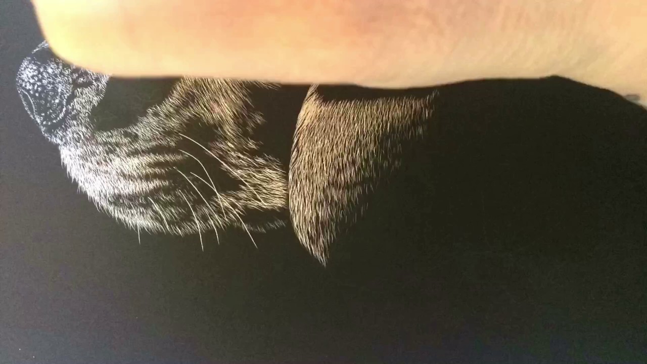 Beagle Scratchboard PART 1 (including nose and whiskers)