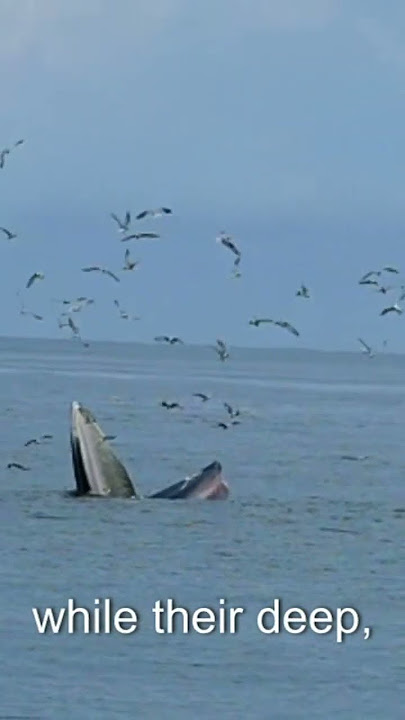 Largest living creature of the planet 🐳🐳🐳
