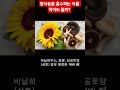 🌻방사능을 흡수하는 식물 먹어도 될까?