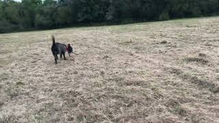 Skippy the adventure dog on a fief in summer Bedlington terrier cross dog show loving summer grass