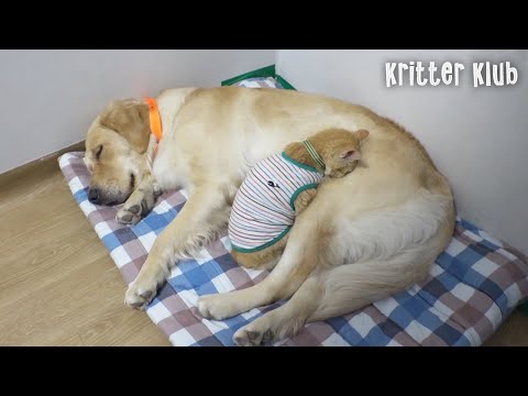 Video: A Dog's Life (met speciale verschijningen van katten)