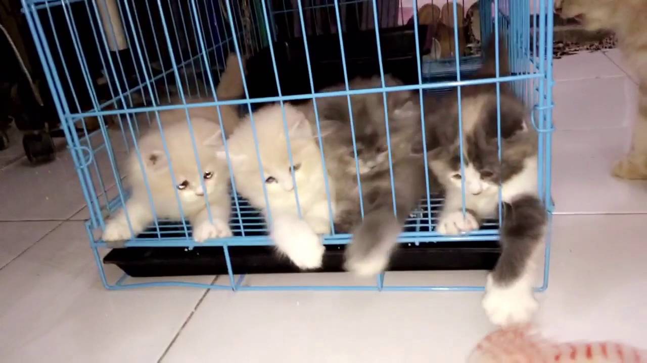 Bermain dengan anak kucing persia ️ 