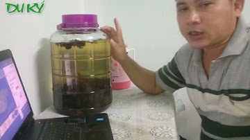 Ngâm Rượu nấm Ngọc Cẩu || Du ký