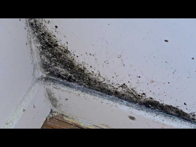 Removing Mould the easy way 