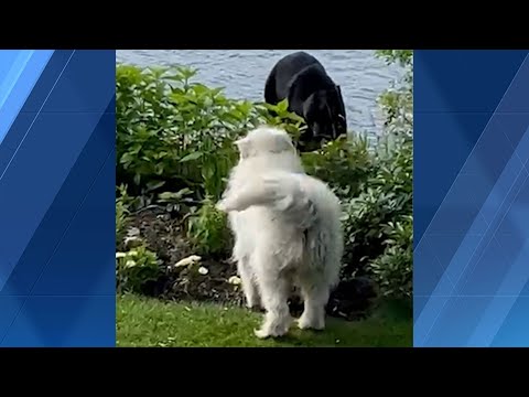 Dog comes face to face with black bear on South Shore