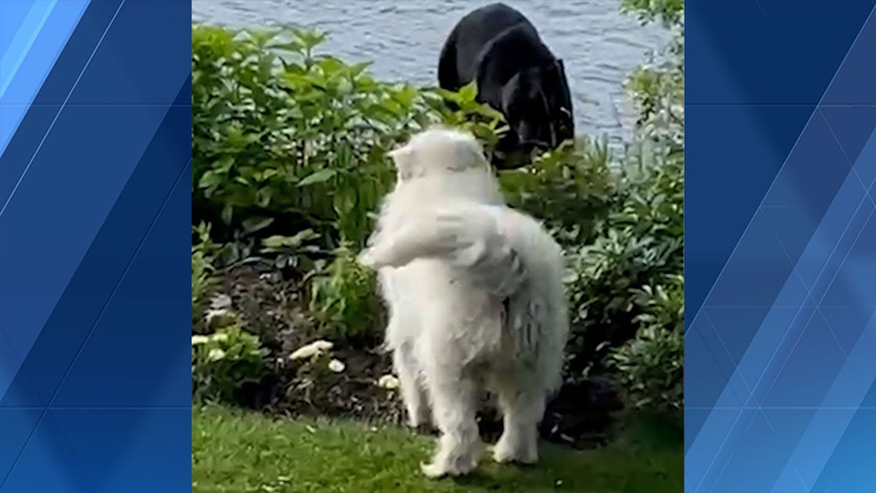 Video: Family dog confronts black bear in Cohasset