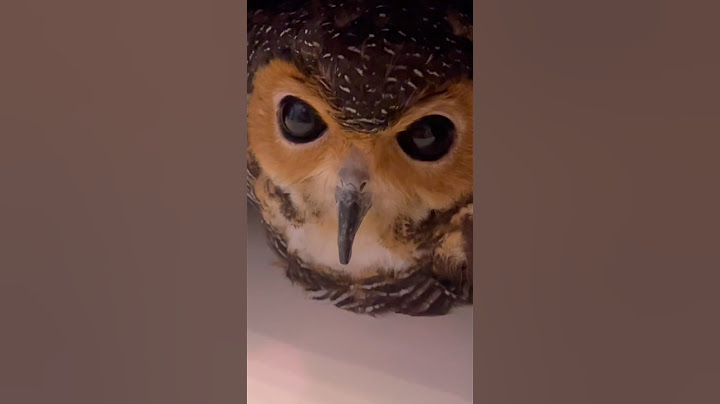 Here's how to catch the Bibib the Owl!