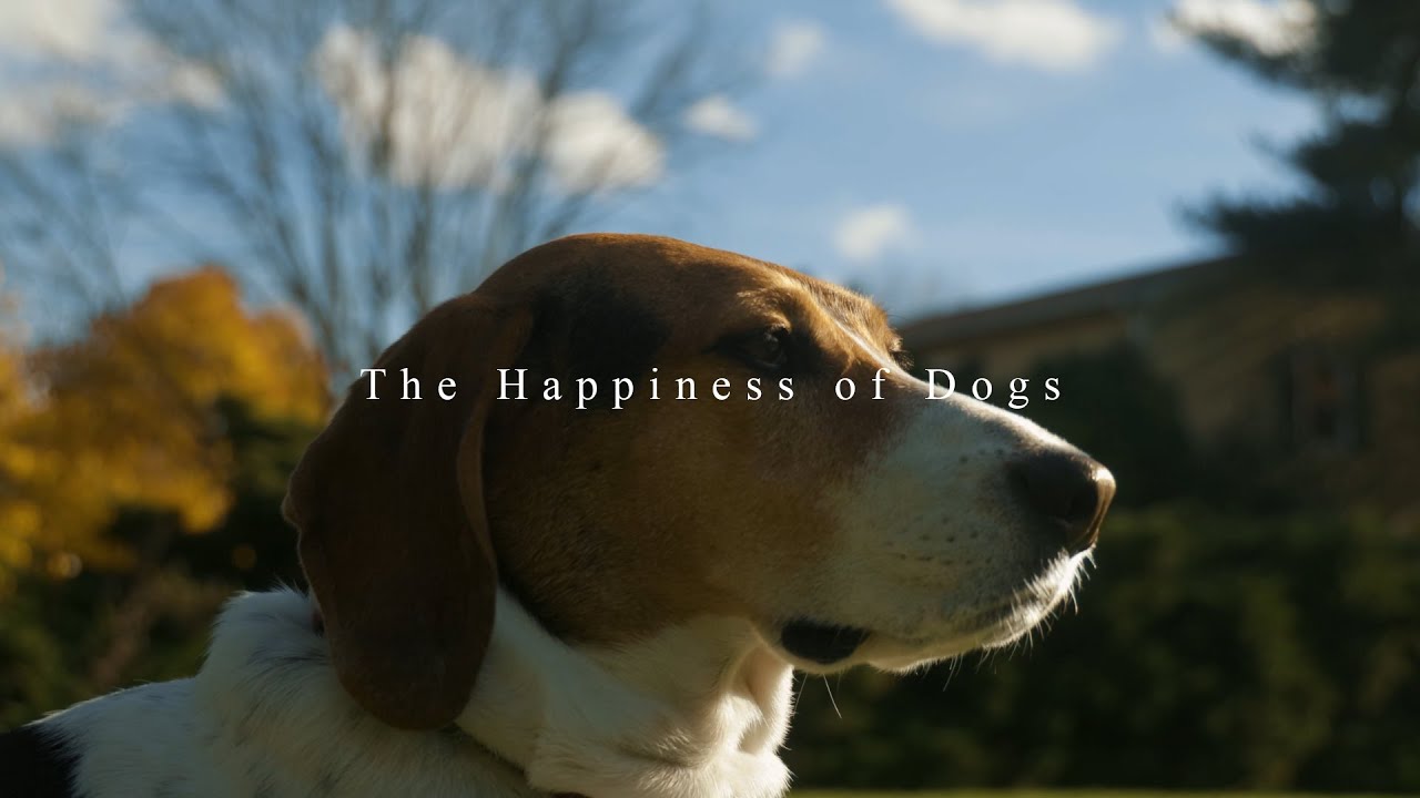 "The Happiness of Dogs"