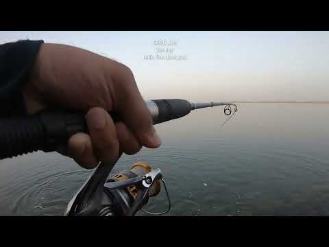 Milk Fish (Bangus) at Yas Bay Fishing in Abu Dhabi UAE (EP-027)