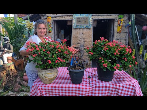 Vídeo: Guia de Poda da Coroa de Espinhos - Dicas para Aparar uma Planta de Coroa de Espinhos