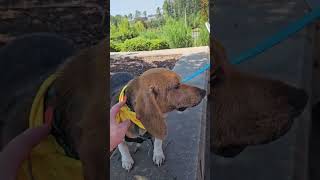 BINGO - Available for Adoption - Triangle Beagle Rescue of NC