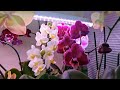 Лозанны ЦВЕТУТ, Маудята, групповая  В ПОЛНОМ РОСПУСКЕ и многое другое. Blooming orchids.