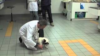 Ataxie Cérébelleuse, Jack Russell Terrier, Maladie Neurologique Du Chien